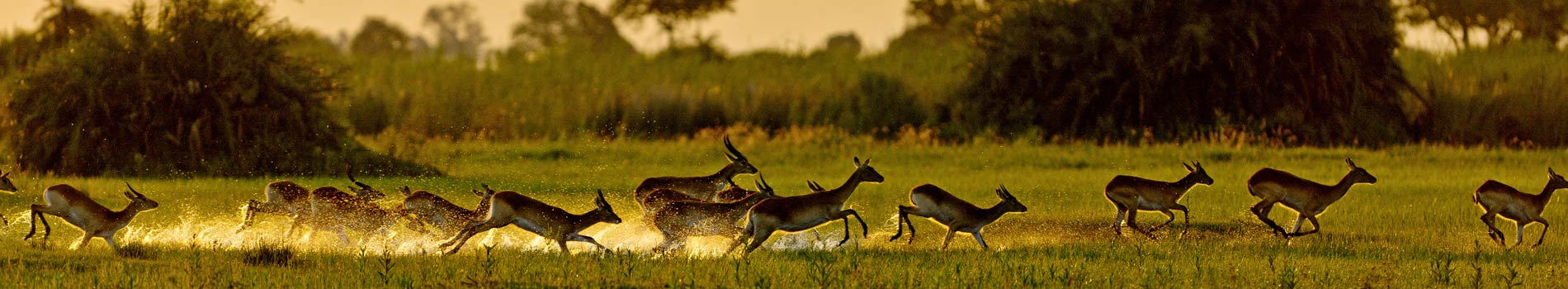 Botswana - Viaggio Botswana - Destinazione Botswana - Catalogo Botswana - Vacanza Botswana